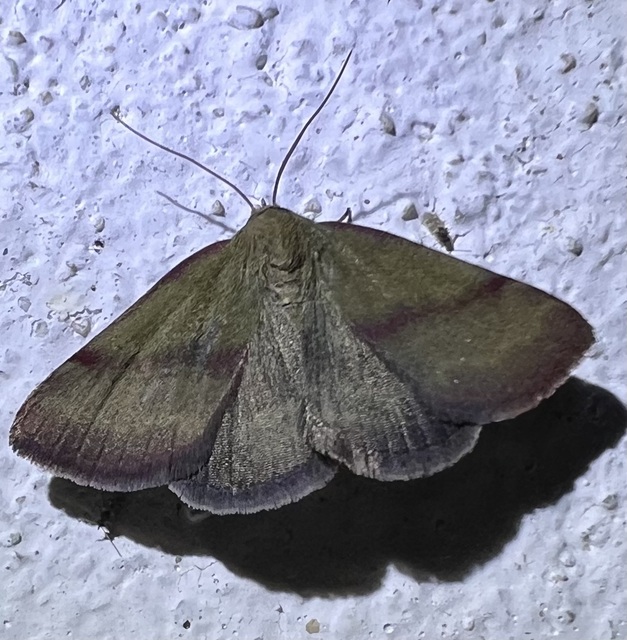 Phytometra viridaria - pirossávos bagoly