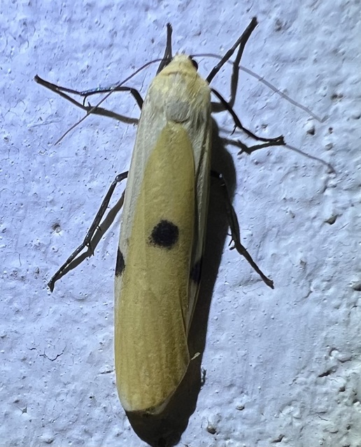 Lithosia quadra - négypettyes zuzmószövő