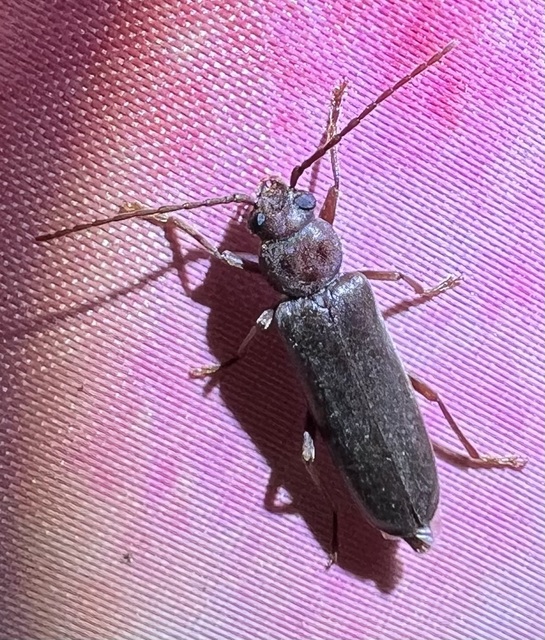 Arhopalus rusticus - gödrösnyakú cincér