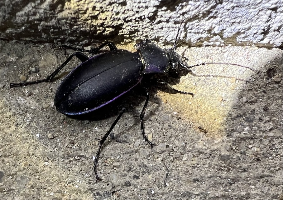 Carabus germarii exasperatus - dunántúli kékfutrinka Carabus germarii exasperatus - dunántúli kékfutrinka