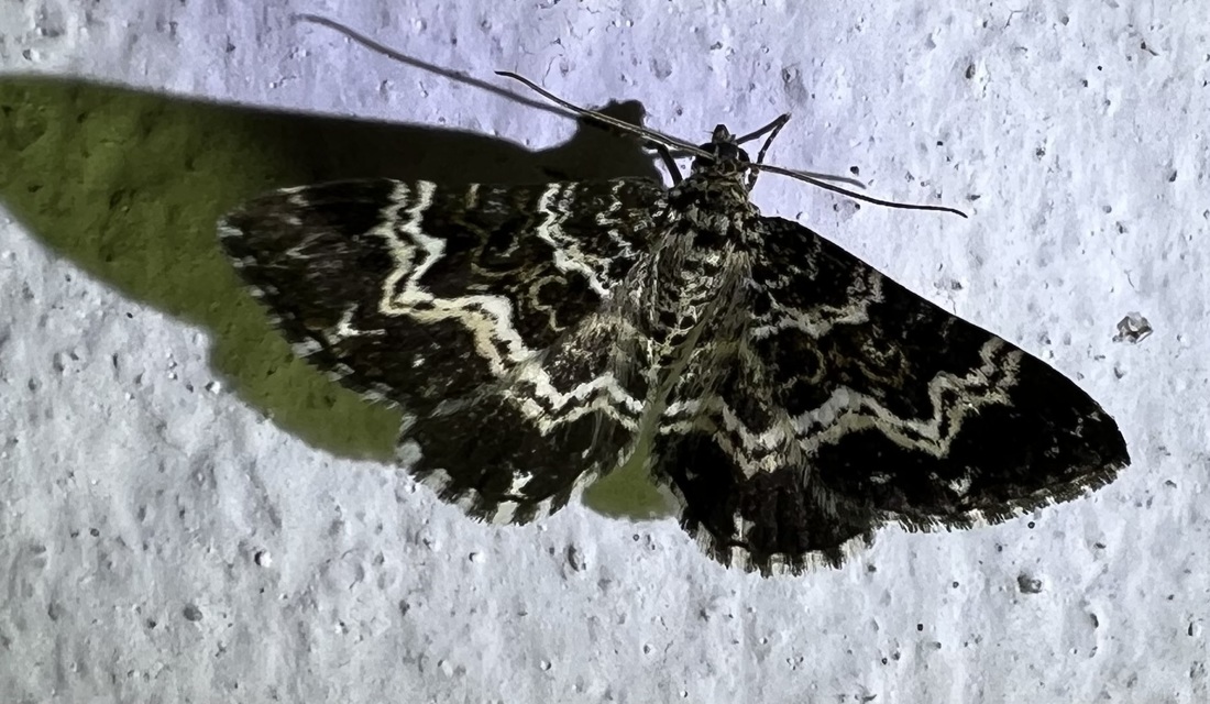 Epirrhoe tristata - gyászos tarkaaraszoló