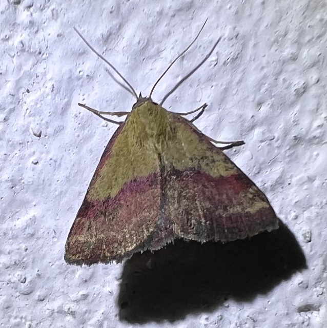 Phytometra viridaria - pirossávos bagoly