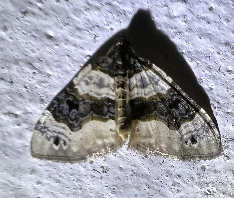 Cosmorhoe ocellata - szemes galajaraszoló
