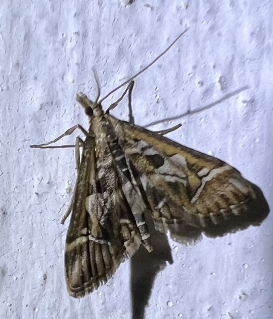 Diasemia reticularis - betűmintás tűzmoly