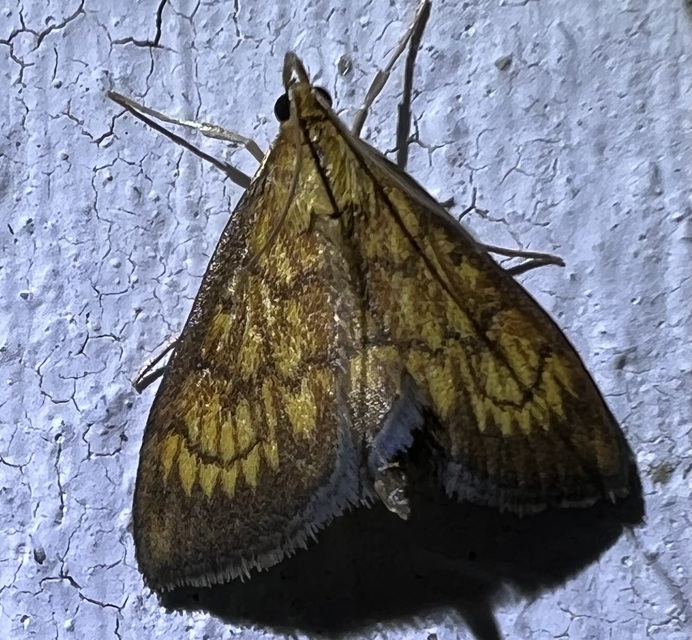 Ecpyrrhorrhoe rubiginalis - rozsdavörös tűzmoly