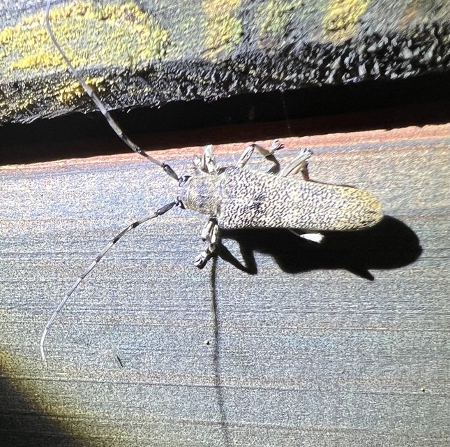 Saperda carcharias - nagy nyárfacincér