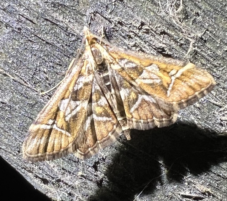 Diasemia reticularis - betűmintás tűzmoly