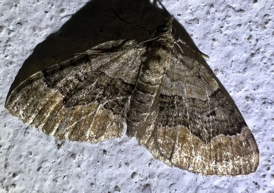 Xanthorhoe quadrifasiata - négysávos tarkaaraszoló