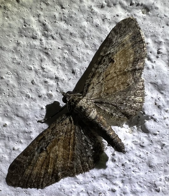 Eupithecia icterata - rozsdafoltos törpearaszoló