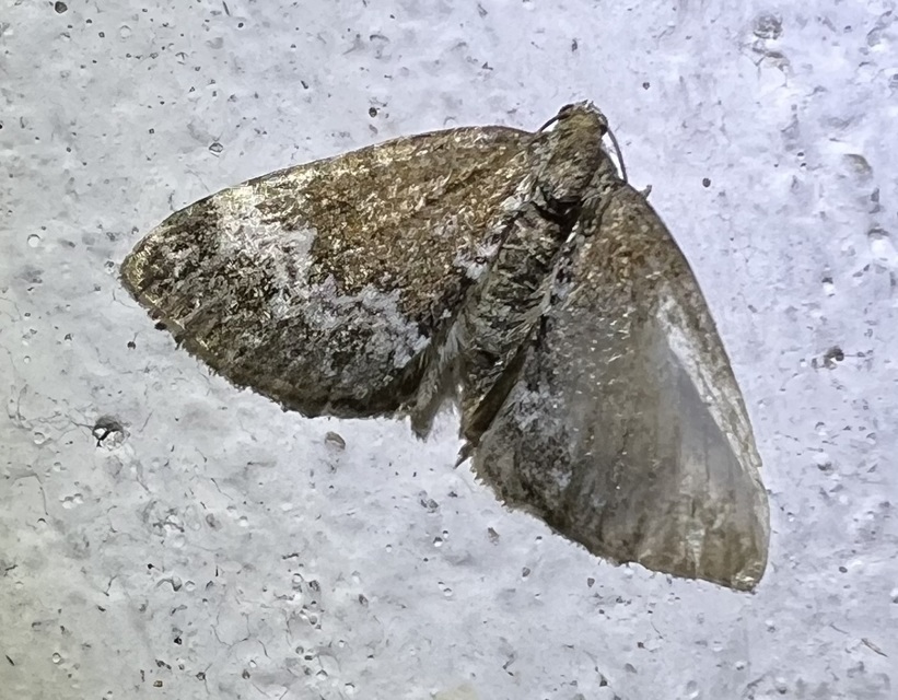 Perizoma alchemillata - árvacsalán-araszoló