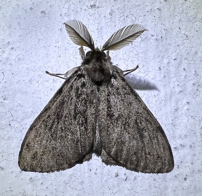 Lymantria monacha - apácalepke