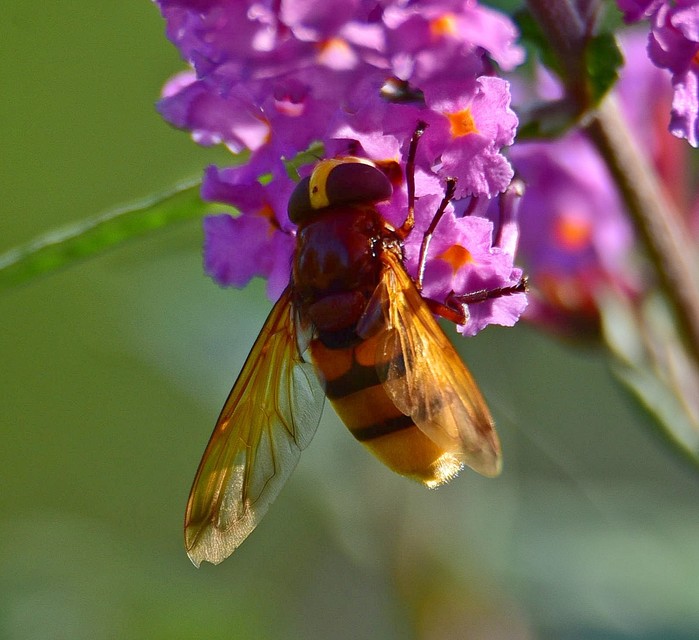 Volucella zonaria - kétöves pihelégy Volucella zonaria - kétöves pihelégy