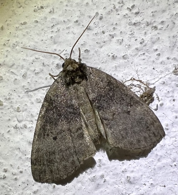 Ochropacha duplaris - égerlevél-pihésszövő