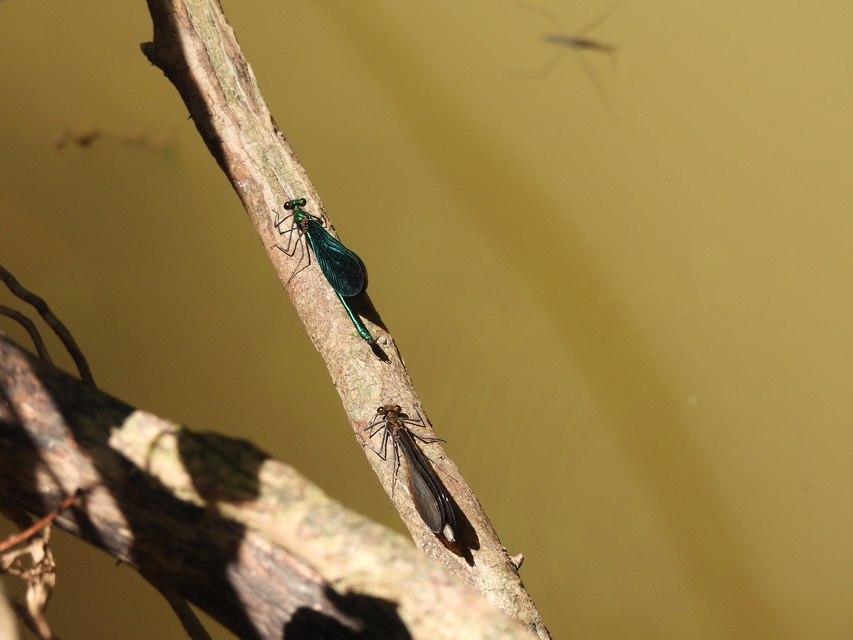 Calopteryx virgo - kisasszony-szitakötő