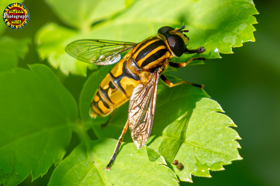 Helophilus pendulus - közönséges mocsárilégy