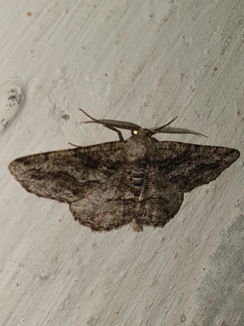 Synopsia sociaria - ürömaraszoló