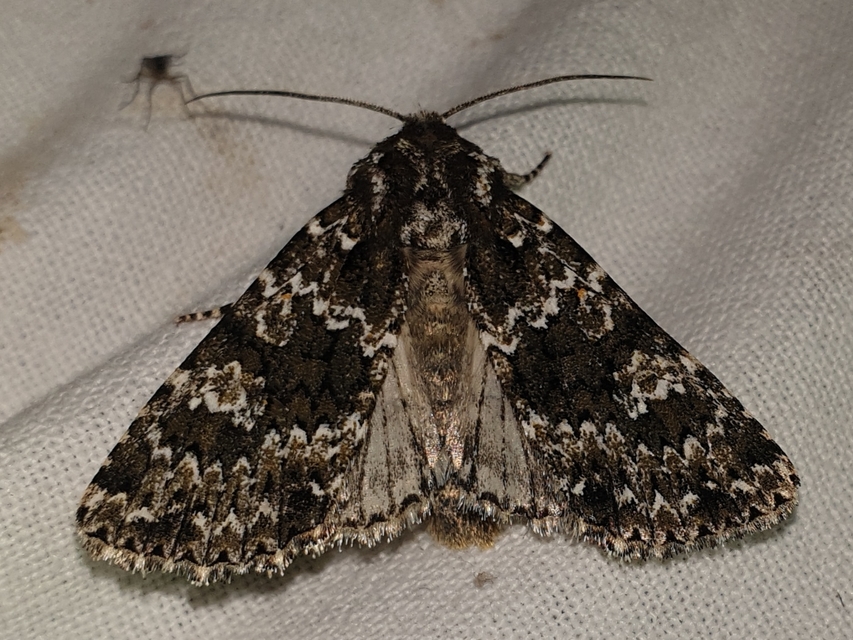 Polymixis polymita - kankalin-tarkabagoly