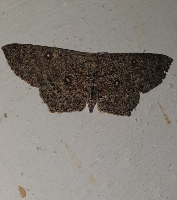 Cyclophora pendularia - fűzfa-pettyesaraszoló
