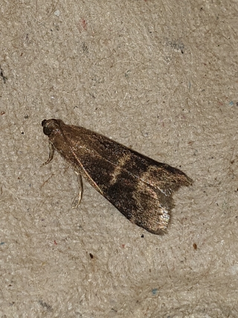 Euzophera bigella - kétcsíkos karcsúmoly