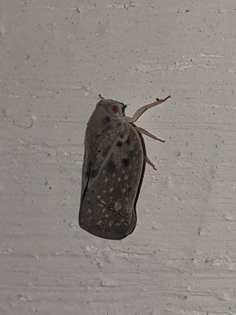 Metcalfa pruinosa - amerikai lepkekabóca