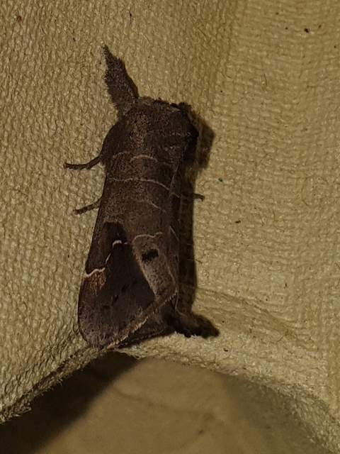 Clostera anachoreta - tarka levélszövő