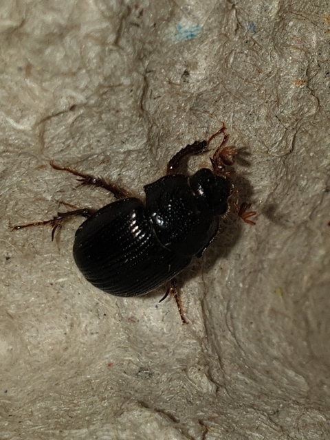 Odonteus armiger - mozgószarvú álganéjtúró