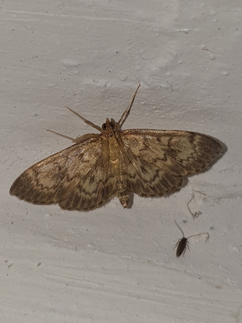 Anania lancealis - hosszúszárnyú tűzmoly