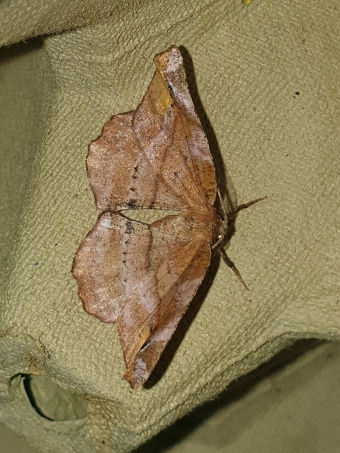 Apeira syringaria - orgona-araszoló