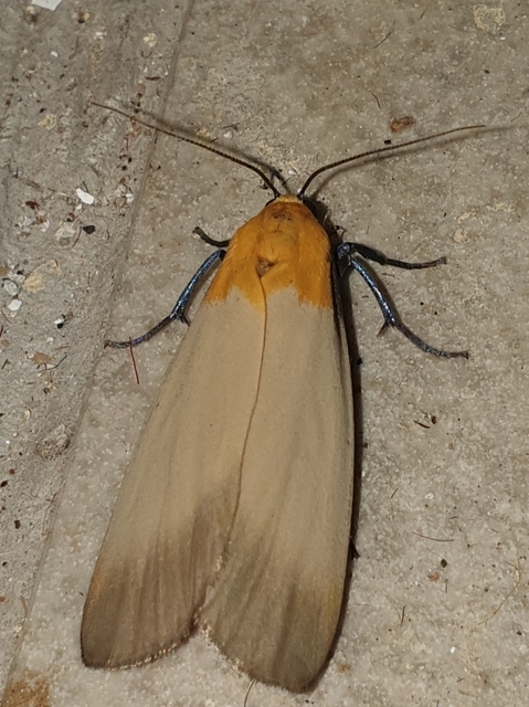 Lithosia quadra - négypettyes zuzmószövő