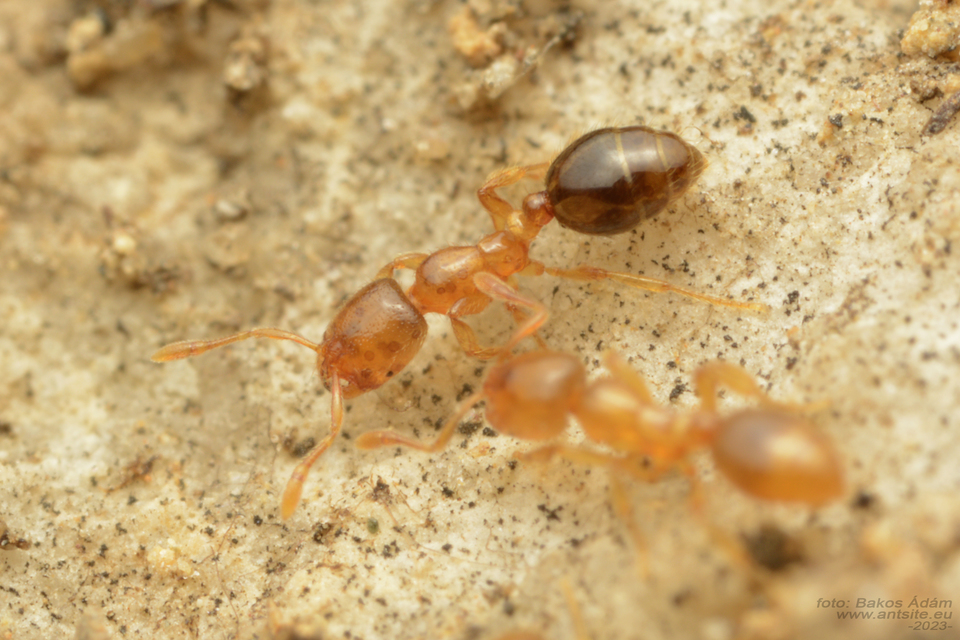 Solenopsis fugax - tolvajhangya