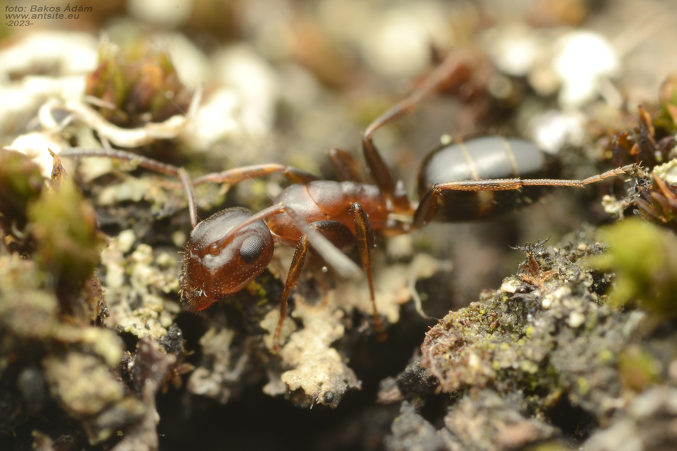 Colobopsis truncata - kapushangya