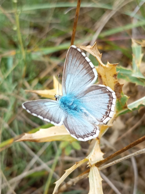 Polyommatus coridon - ezüstkék boglárka