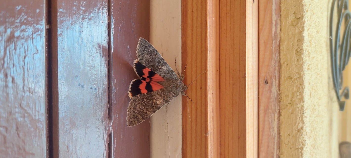 Catocala elocata - közönséges övesbagoly