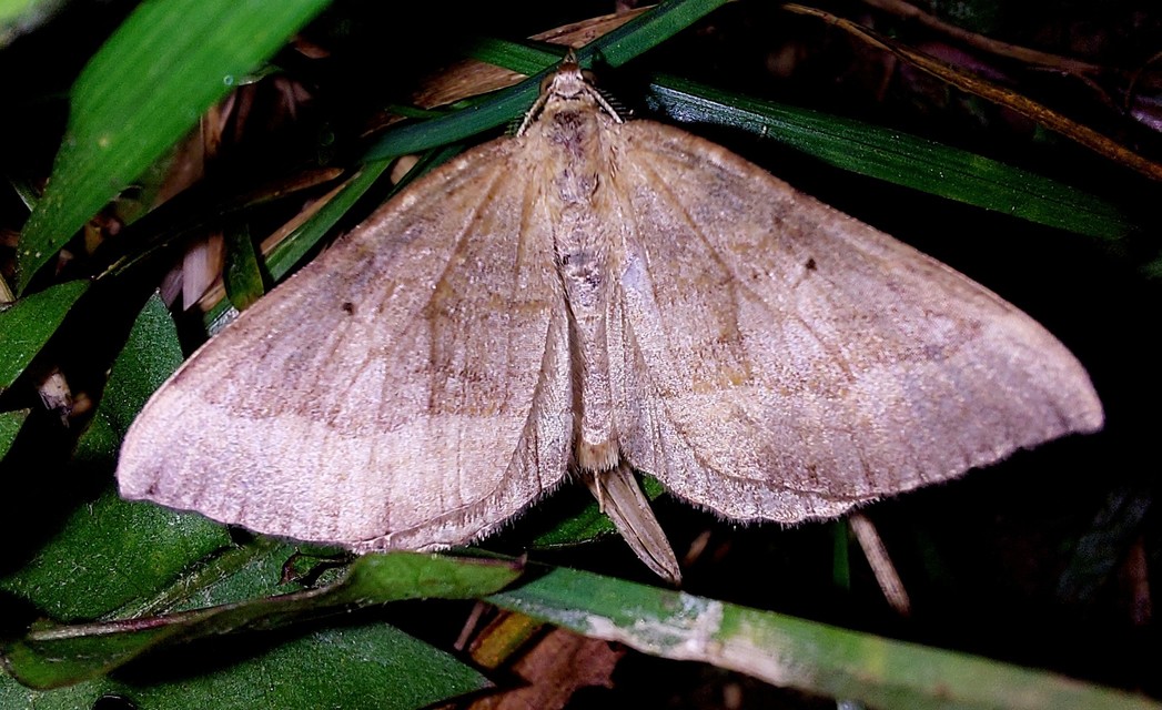 Scotopteryx chenopodiata - libatop-araszoló