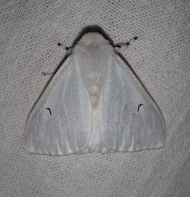 Arctornis l-nigrum - L-betűs gyapjaslepke