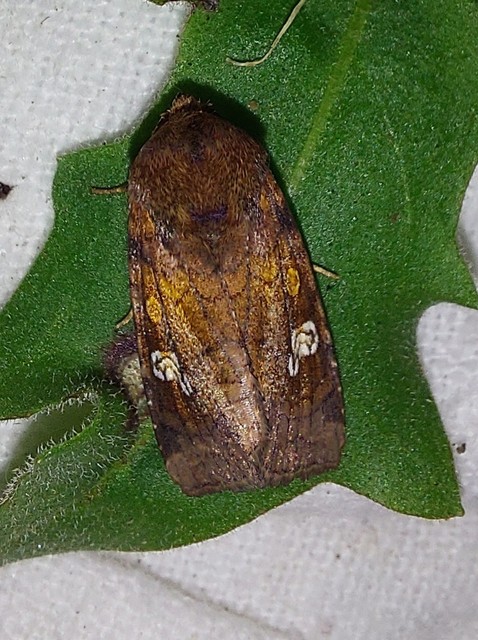 Amphipoea oculea - nagyfoltú lápibagoly