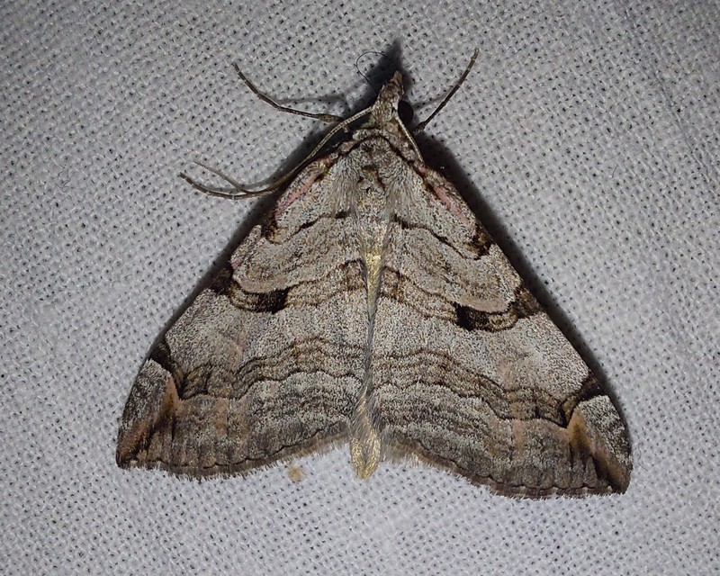 Aplocera plagiata - szürke csíkosaraszoló