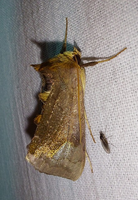 Diachrysia chryson - nagyfoltú aranybagoly