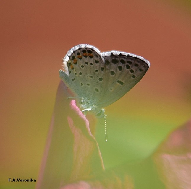 Pseudophilotes schiffermuelleri - apró boglárka