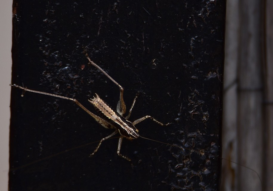 Rhacocleis germanica - német szöcske