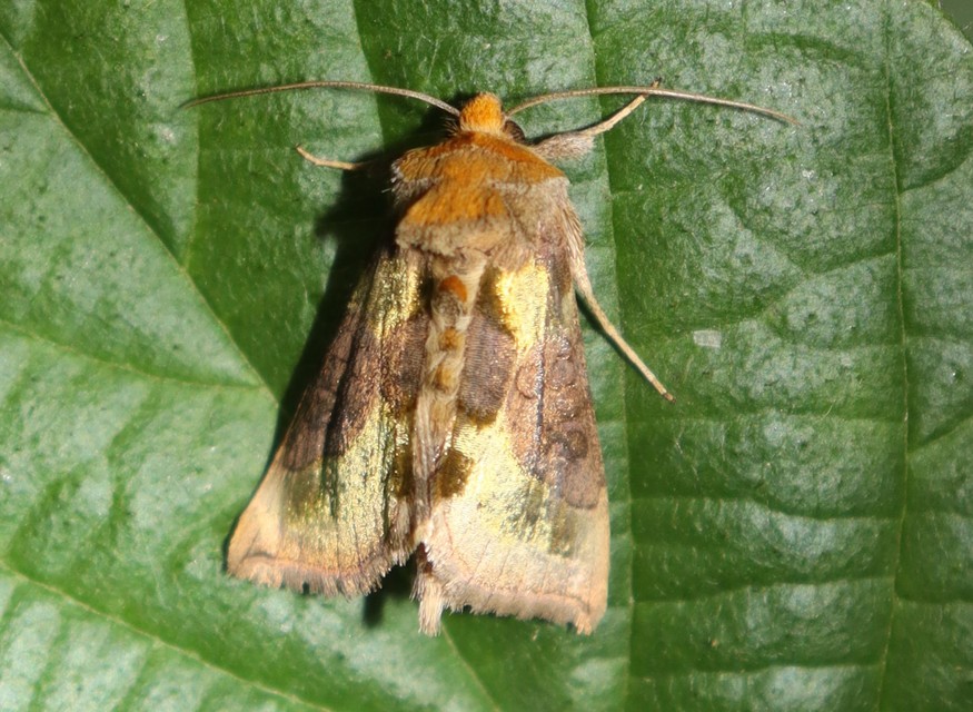 Diachrysia chrysitis - aranybagoly