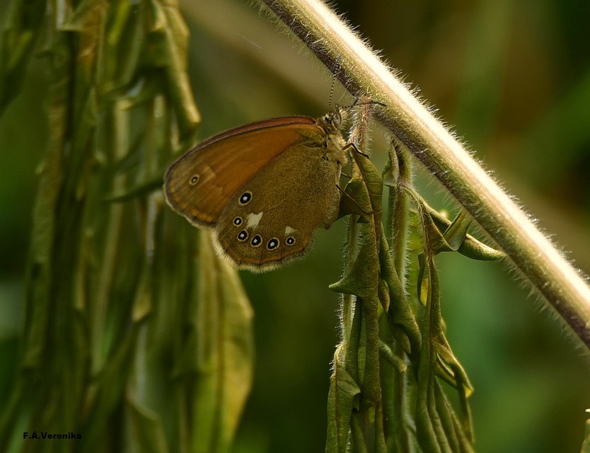 Coenonympha glycerion - közönséges szénalepke