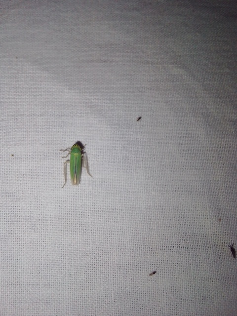 Cicadella viridis - méregzöld kabóca