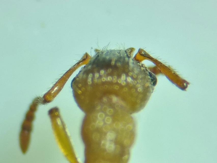Myrmica lonae - sziklai bütyköshangya