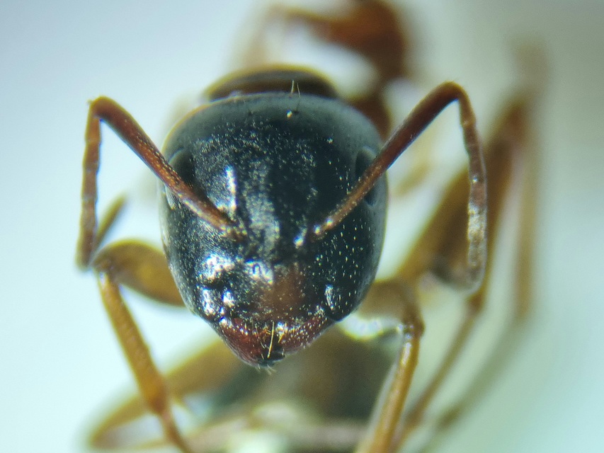 Camponotus fallax - ligeti lóhangya