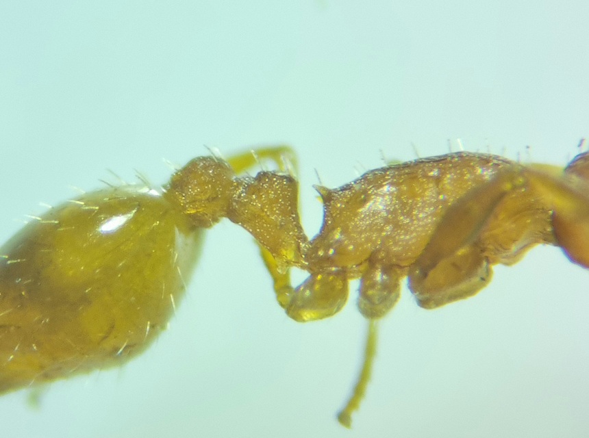 Temnothorax unifasciatus - gyűrűs kéreghangya