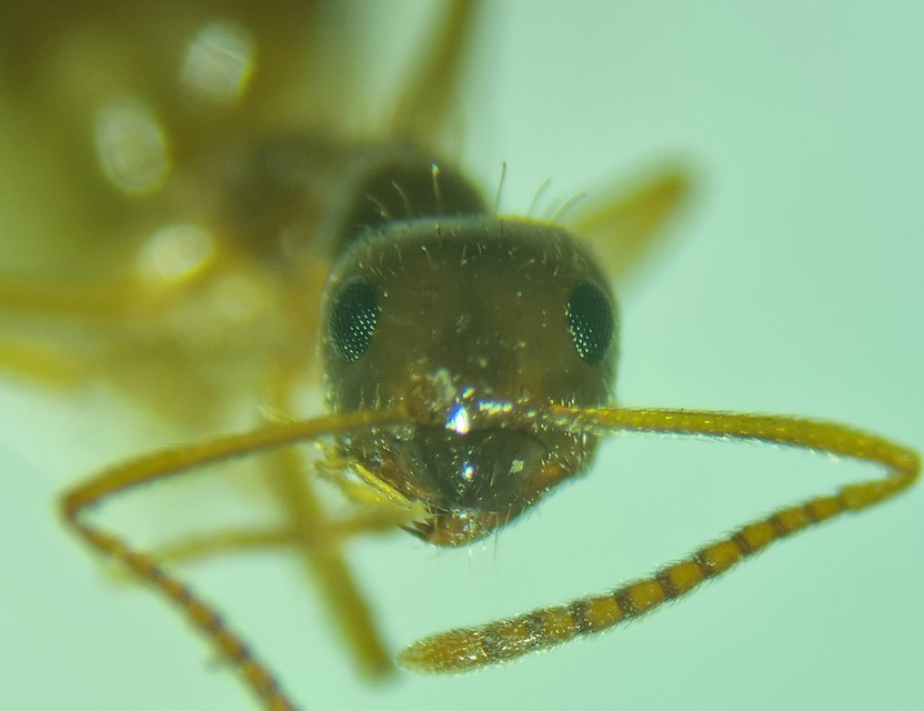 Prenolepis nitens - ragyogóhangya