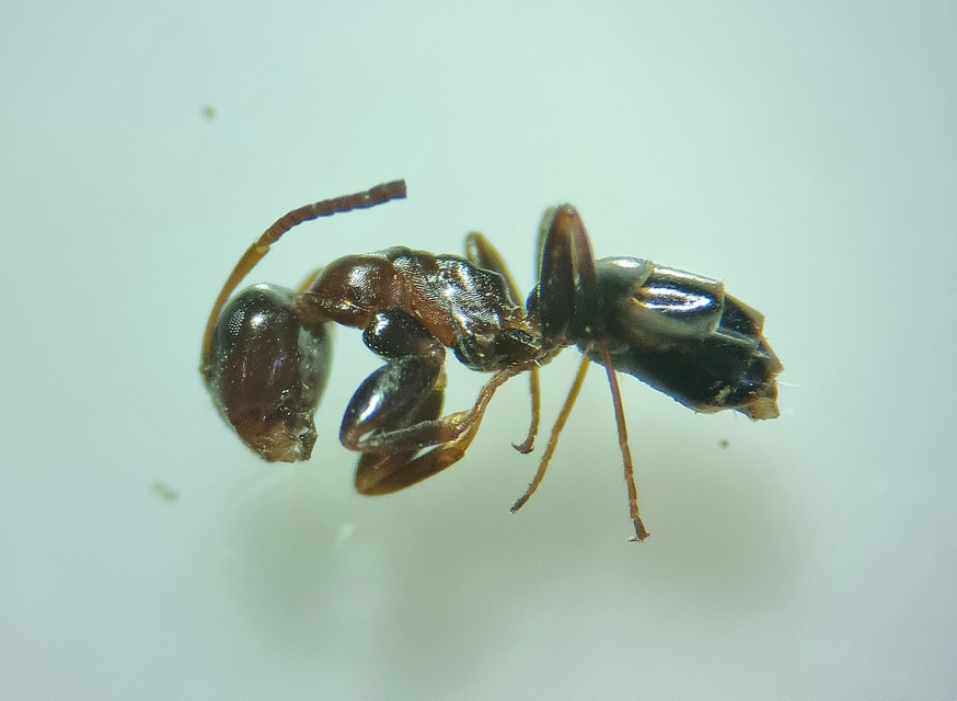 Colobopsis truncata - kapushangya
