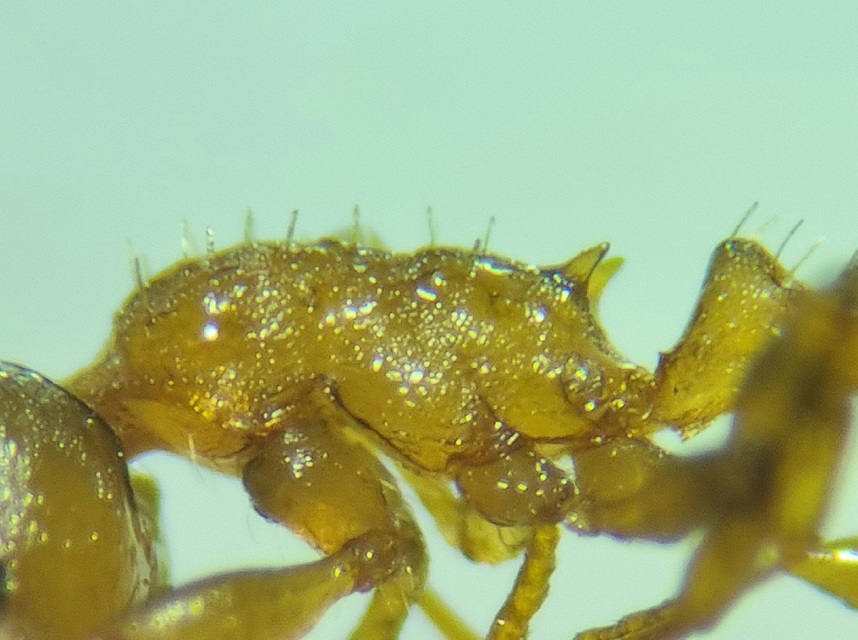 Temnothorax sordidulus - füstös kéreghangya