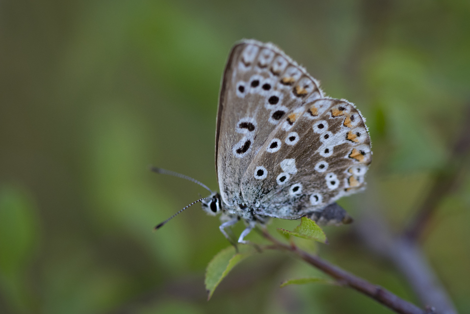 Polyommatus coridon - ezüstkék boglárka